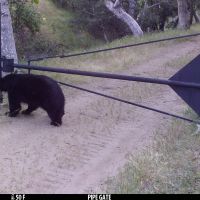 Bear gate 2