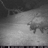Pig2