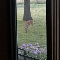 27 Acres. Big bucks and turkey spotted !