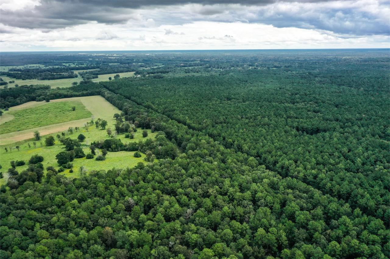 90.3 Acres Squirrel Tree Rd Hunting Land for Sale HuntingLocator