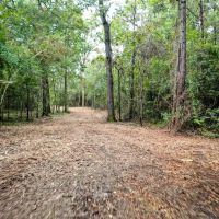 90.3 Acres Squirrel Tree Rd images 4