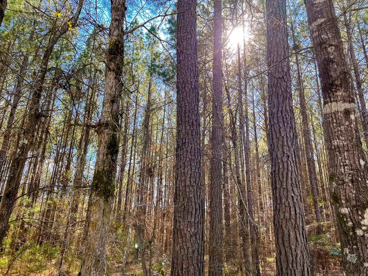 36 Acres Paces Creek T307715 Hunting Land for Sale HuntingLocator