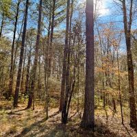 36 Acres Paces Creek T3077-15 images 4