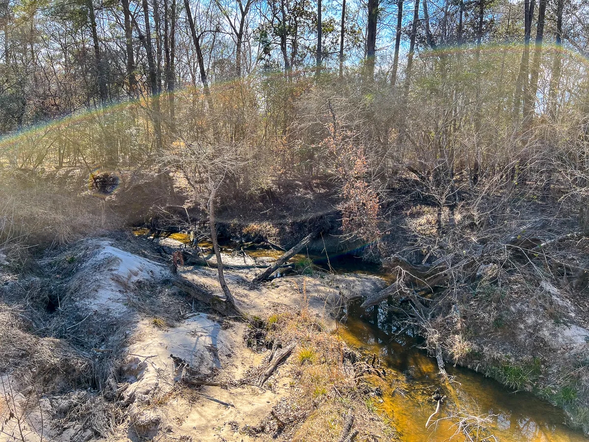 36 Acres Paces Creek T307715 Hunting Land for Sale HuntingLocator