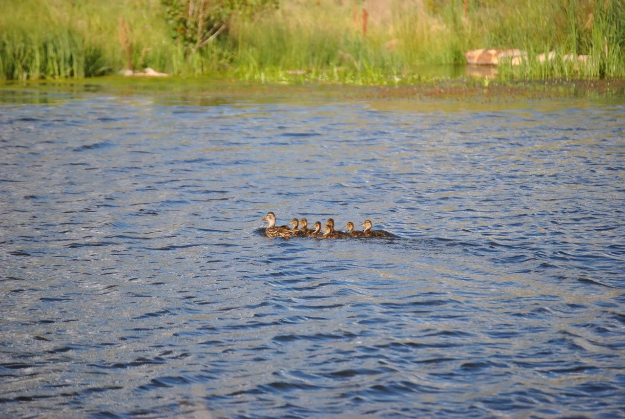 Yampa Headwaters Ranch Hunting Land for Sale