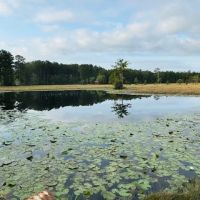 19.42 Acres located on Lee Road in Franklinton LA images 3