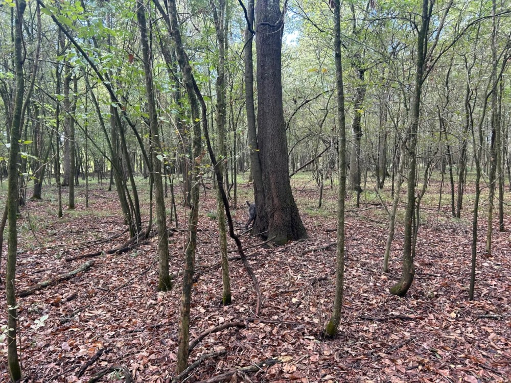 62.3 Acres in Yazoo County MS featured image