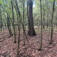 62.3 Acres in Yazoo County MS