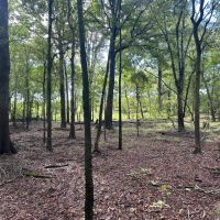 62.3 Acres in Yazoo County MS images 2