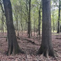 62.3 Acres in Yazoo County MS images 3
