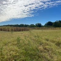 62.3 Acres in Yazoo County MS images 5