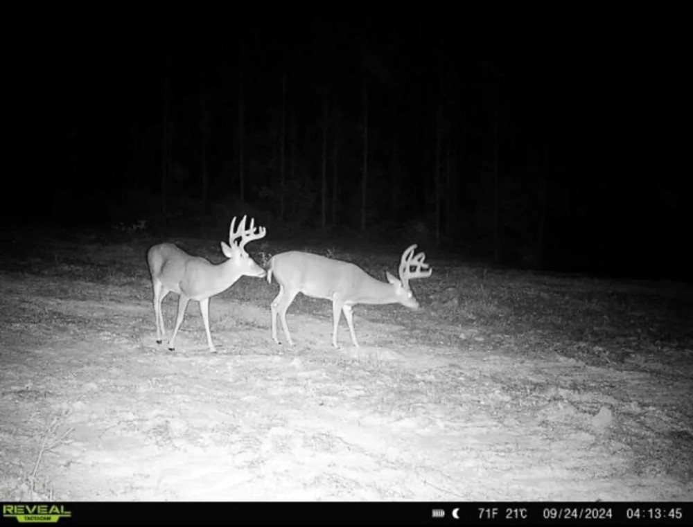 Hunting Land in Amite County Connecting to Caston Creek WMA featured image