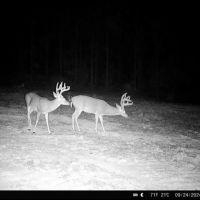 Hunting Land in Amite County Connecting to Caston Creek WMA images 1