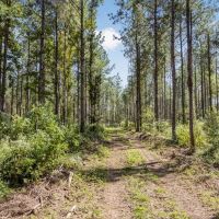 Hunting Land in Amite County Connecting to Caston Creek WMA images 2