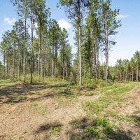 Hunting Land in Amite County Connecting to Caston Creek WMA images 4