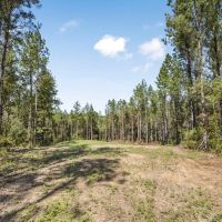 Hunting Land in Amite County Connecting to Caston Creek WMA images 5