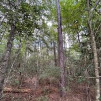 The Tower Road 20 Acres images 3
