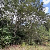 The Tower Road 20 Acres images 5
