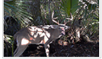 53,000 acres Lower Suwannee NWR Deer Hunting Land in Chiefland, FL images 4