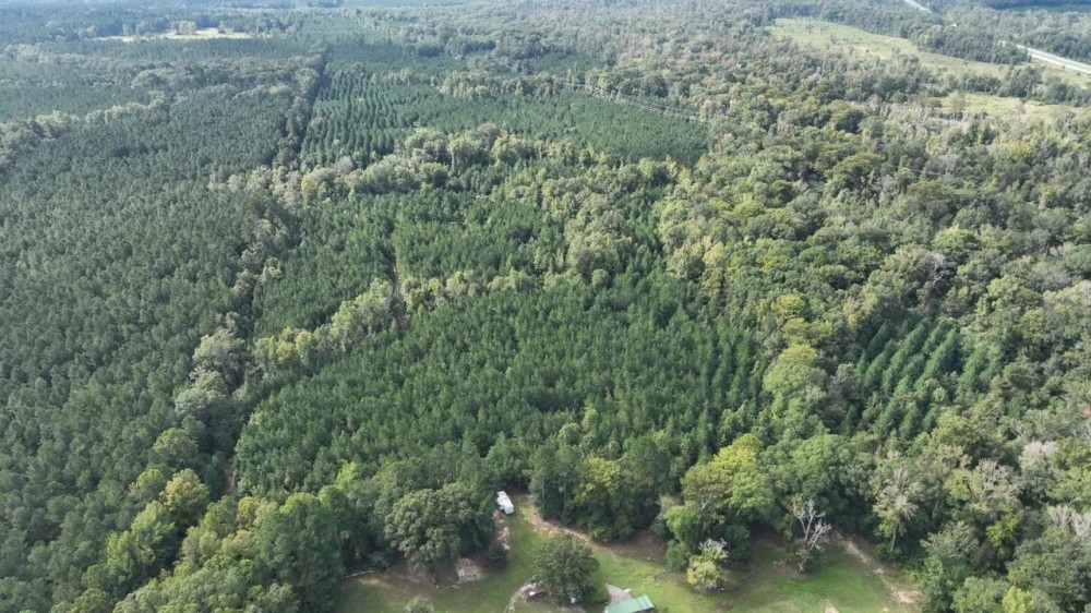 Ansley Hardwood Tract North Jackson Parish 296 - featured image