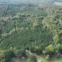 Ansley Hardwood Tract North Jackson Parish 296 -