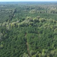 Ansley Hardwood Tract North Jackson Parish 296 - images 2