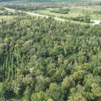 Ansley Hardwood Tract North Jackson Parish 296 - images 3