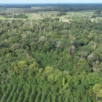 Ansley Hardwood Tract North Jackson Parish 296 - images 4