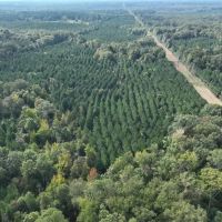 Ansley Hardwood Tract North Jackson Parish 296 - images 5