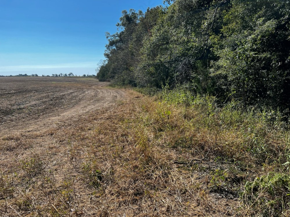 LA - Tensas 30 acres - featured image