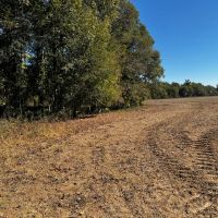 LA - Tensas 30 acres - images 2