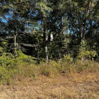 LA - Tensas 30 acres - images 3