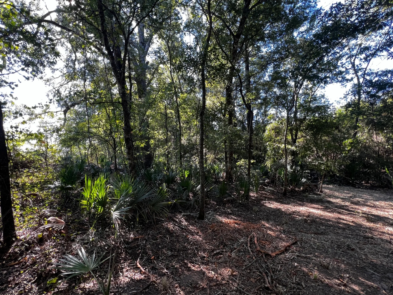 LA Tensas 30 acres Hunting Land for Sale