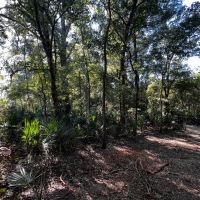 LA - Tensas 30 acres - images 5