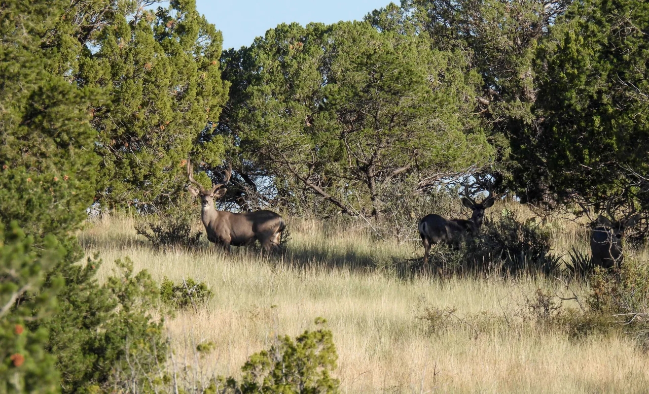 Alamo Canyon Hunting Ranch Hunting Land for Sale