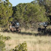 Alamo Canyon Hunting Ranch