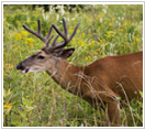 140,000 acres Merritt Island NWR Deer Hunting Land in Titusville, FL images 4