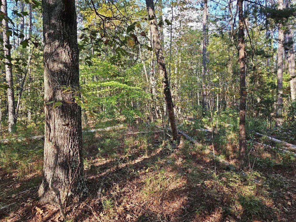 Secluded 5 Acres featured image
