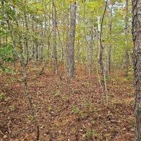 Secluded 5 Acres images 4