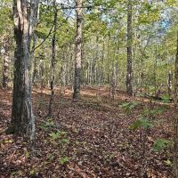 Secluded 5 Acres images 5