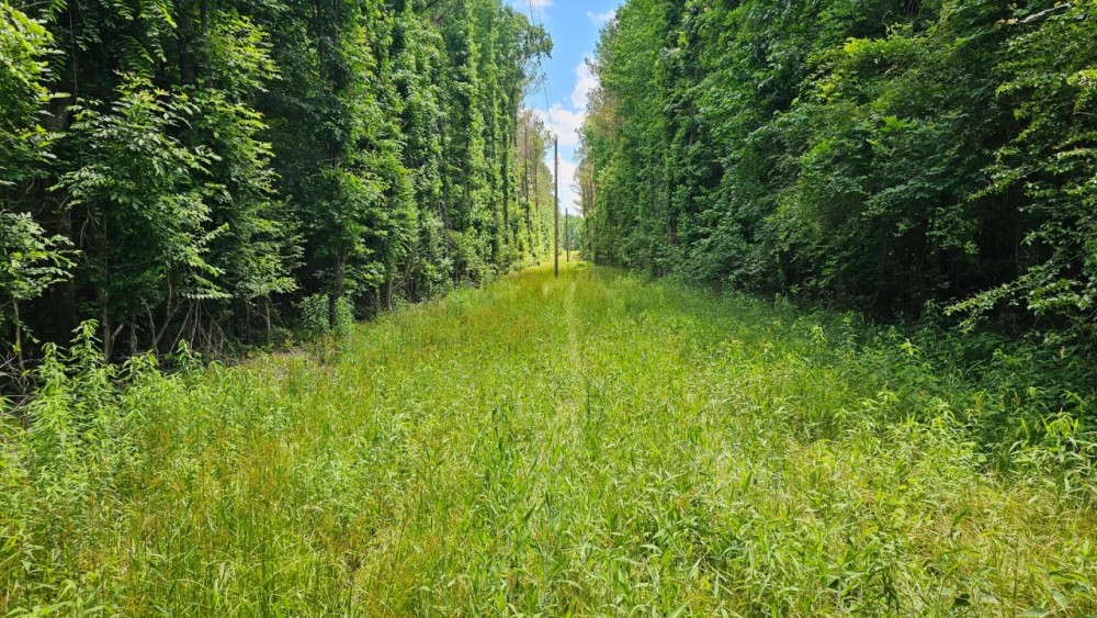 30 Acres in Oktibbeha County MS featured image