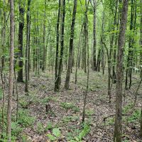 30 Acres in Oktibbeha County MS images 3