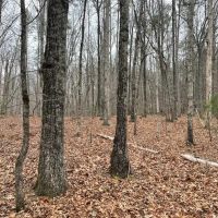 REDUCED 7.5 Acre Tract 1 on Whitmire Church Road images 4