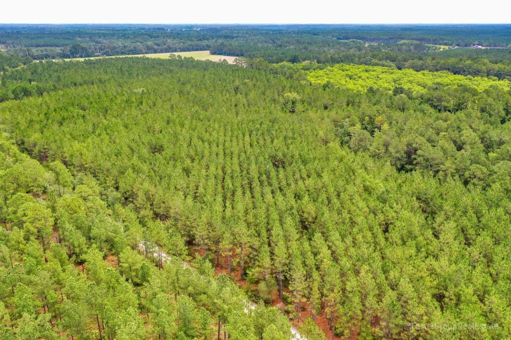 Timberland Investment Tract Ware County GA featured image