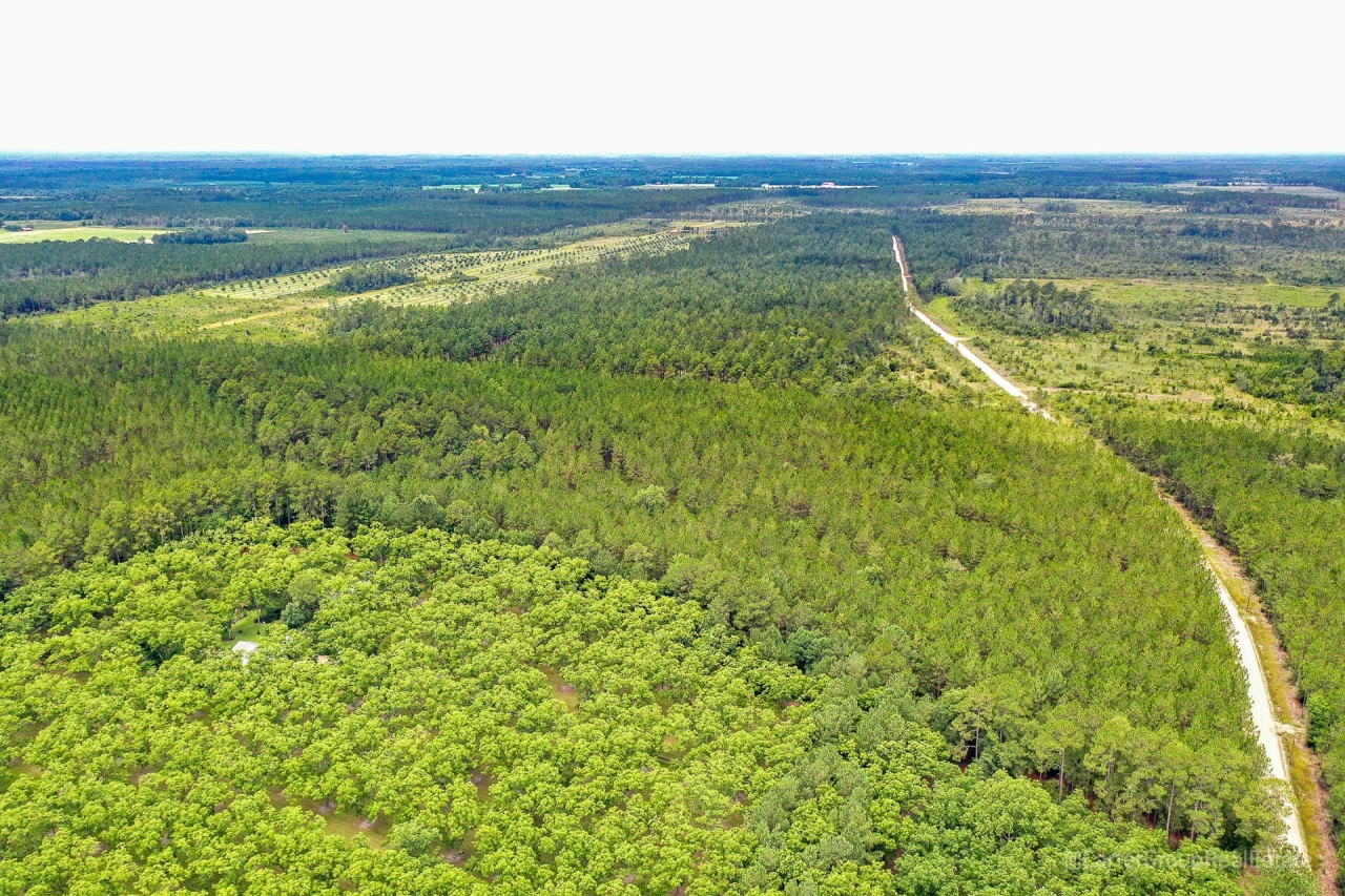 Timberland Investment Tract Ware County GA Hunting Land for Sale