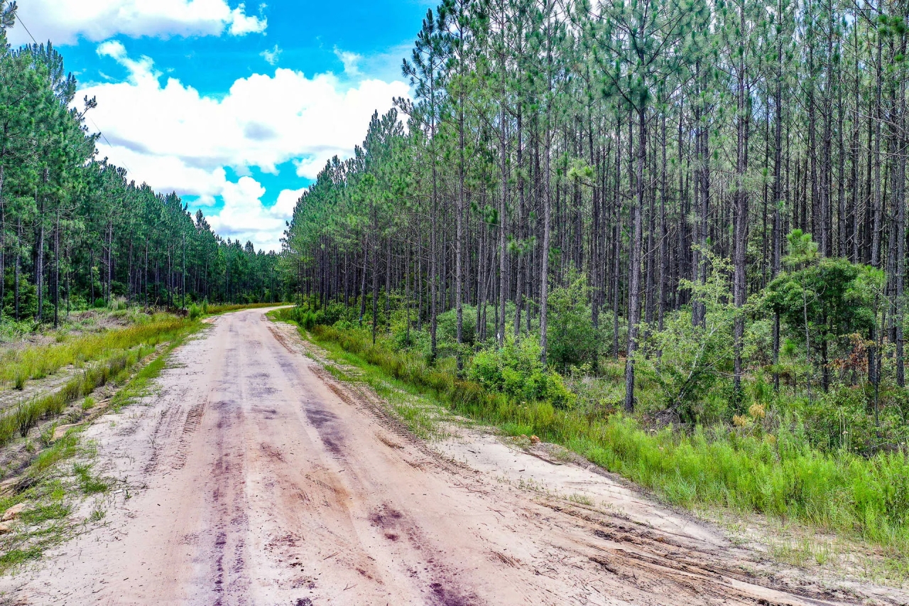 Timberland Investment Tract Ware County GA Hunting Land for Sale