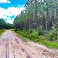 Timberland Investment Tract Ware County GA images 4