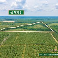 41-Acre Retreat with Thriving Pines on Powell School Road