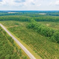 41-Acre Retreat with Thriving Pines on Powell School Road images 5