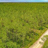 23 Acres on Camp Branch Rd in Ware County GA images 4